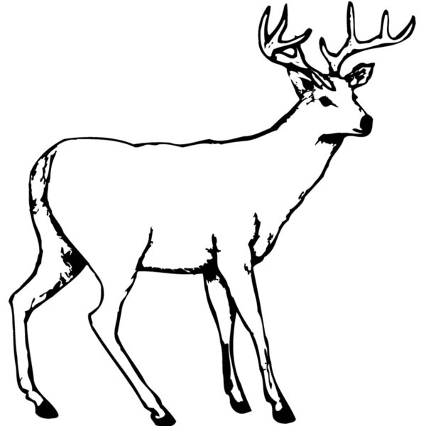 Deer Thumbnail