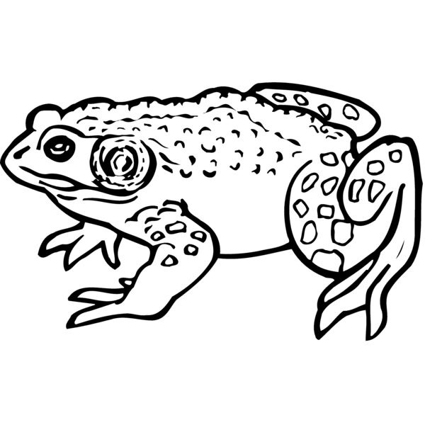 Amphibians Thumbnail